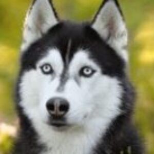 Profile photo of Malin Gordon